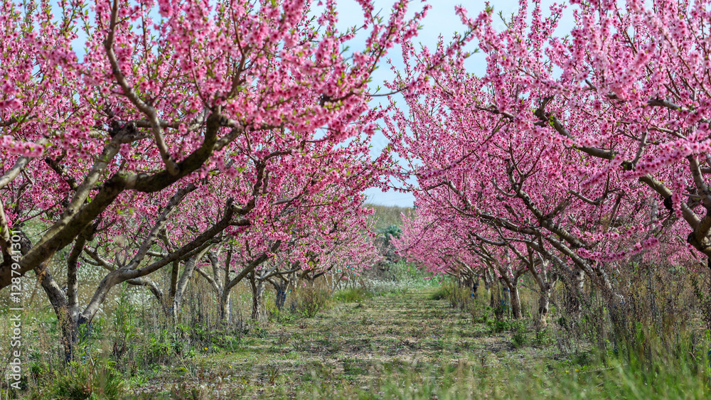 Blooming Almonds trees forming pink hued corridor, flowering branches creating serene landscape of delicate springtime blossoms filling agricultural orchard Blooming Almonds trees forming pink hued corridor, flowering branches creating serene landscape of delicate springtime blossoms filling agricultural orchard
