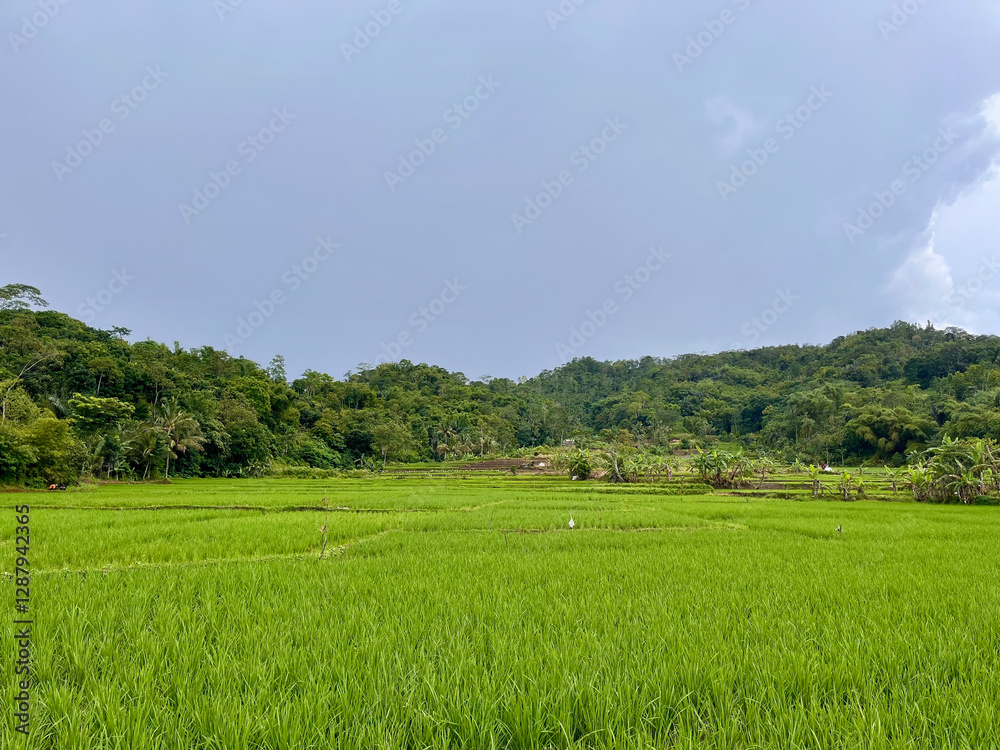 Tranquil Green Rice Fields with Dense Tropical Forest Backdrop Under Clear Sky Tranquil Green Rice Fields with Dense Tropical Forest Backdrop Under Clear Sky
