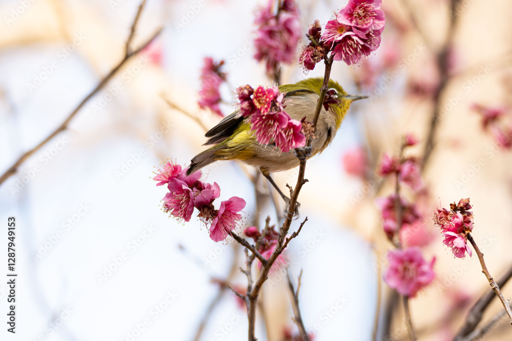 Plum blossom in spring, Japanese White-Eye bird between fruit tree branches with pink plum blossoms during springtime at daytime in a Japanese garden in Tokyo city in Japan with copy space. Plum blossom in spring, Japanese White-Eye bird between fruit tree branches with pink plum blossoms during springtime at daytime in a Japanese garden in Tokyo city in Japan with copy space.