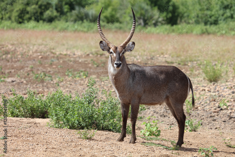 Wasserbock / Waterbuck / Kobus ellipsiprymnus Wasserbock / Waterbuck / Kobus ellipsiprymnus
