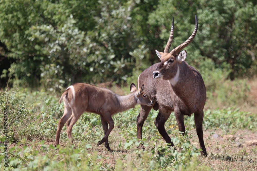Wasserbock / Waterbuck / Kobus ellipsiprymnus.. Wasserbock / Waterbuck / Kobus ellipsiprymnus..