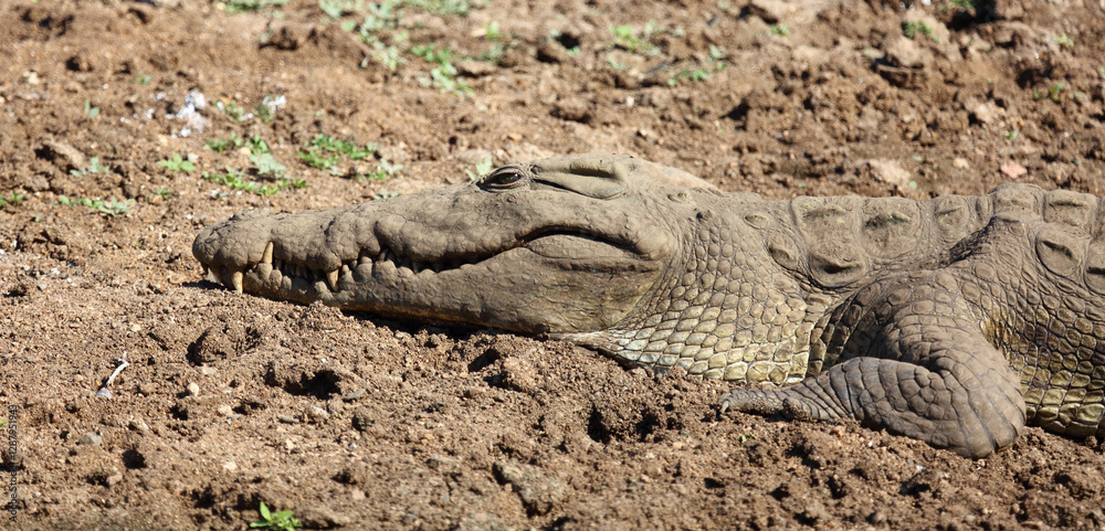Nilkrokodil / Nile crocodile / Crocodylus niloticus Nilkrokodil / Nile crocodile / Crocodylus niloticus