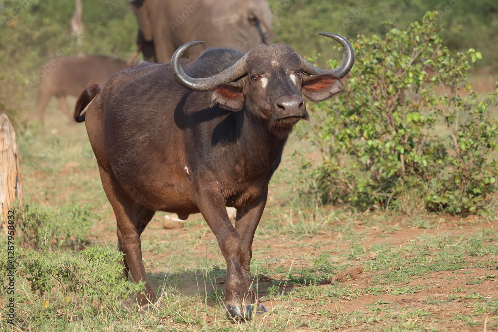 Kaffernbüffel / African buffalo / Syncerus caffer Kaffernbüffel / African buffalo / Syncerus caffer