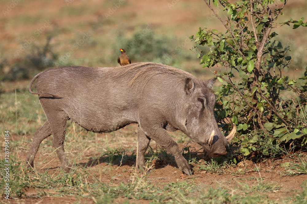 Warzenschwein und Gelbschnabel-Madenhacker / Warthog and Yellow-billed oxpecker / Phacochoerus africanus et Buphagus africanus.. Warzenschwein und Gelbschnabel-Madenhacker / Warthog and Yellow-billed oxpecker / Phacochoerus africanus et Buphagus africanus..
