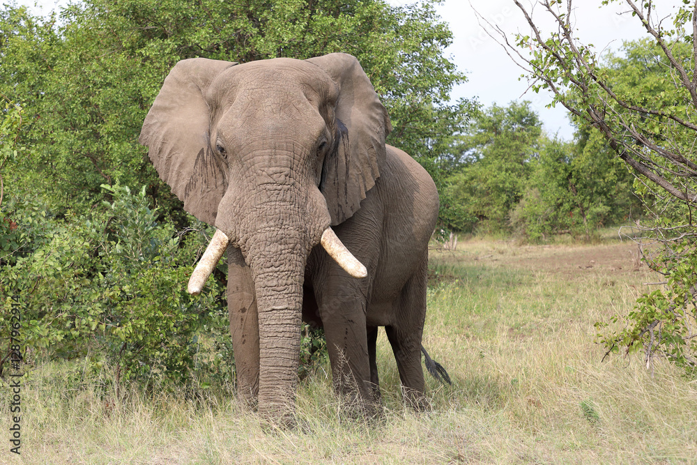 Afrikanischer Elefant / African elephant / Loxodonta africana Afrikanischer Elefant / African elephant / Loxodonta africana