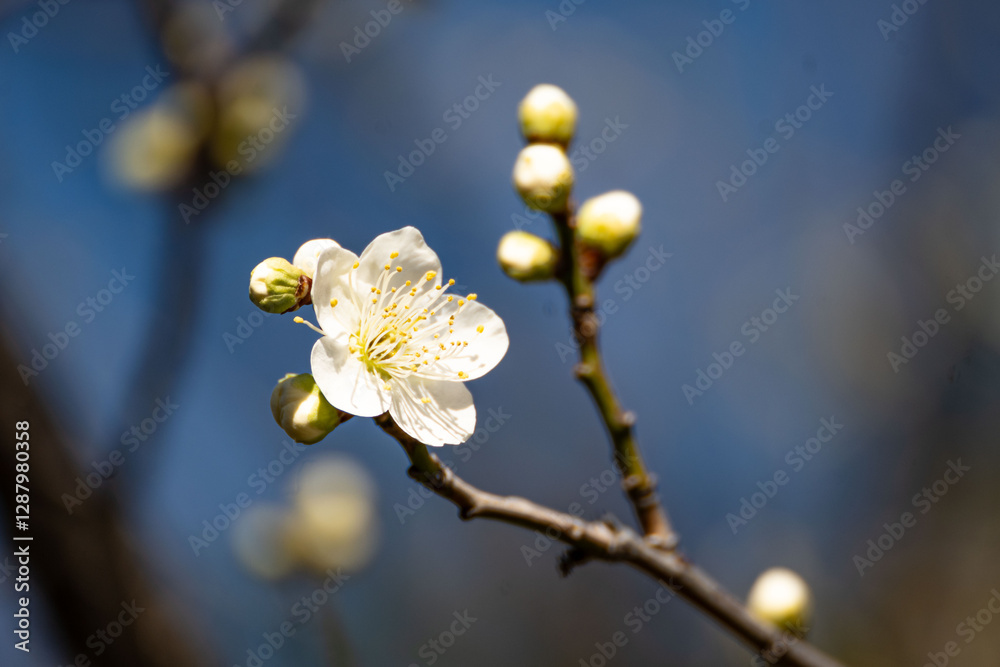 Plum blossom in spring, light flower background of fruit tree branches with white plum blossoms of against a blue sky during springtime at daytime in a Japanese garden in Tokyo city in Japan. Plum blossom in spring, light flower background of fruit tree branches with white plum blossoms of against a blue sky during springtime at daytime in a Japanese garden in Tokyo city in Japan.