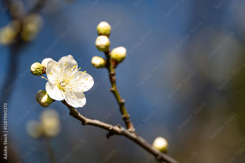 Plum blossom in spring, light flower background of fruit tree branches with white plum blossoms of against a blue sky during springtime at daytime in a Japanese garden in Tokyo city in Japan. Plum blossom in spring, light flower background of fruit tree branches with white plum blossoms of against a blue sky during springtime at daytime in a Japanese garden in Tokyo city in Japan.