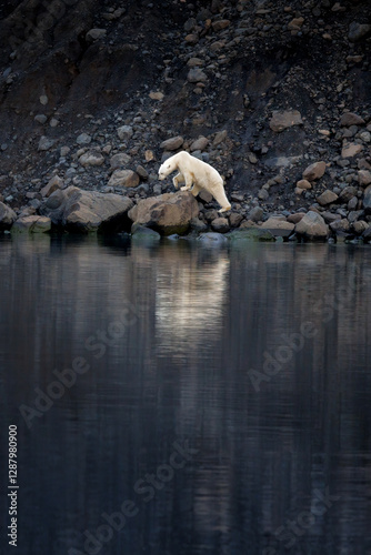 A polar bear walking along the rocky shore of Vikinge Bay, Eastern Greenland. The background features a rugged, rocky terrain and dark fjord water at dusk. photo