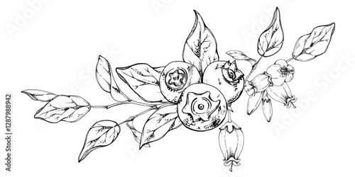 Blueberry blackberry with white line bell flowers, hand drawn in ink vector, ripe forest berry group on branches. Isolated garland botanical illustration. Restaurant, dessert cafe menu, farmers market