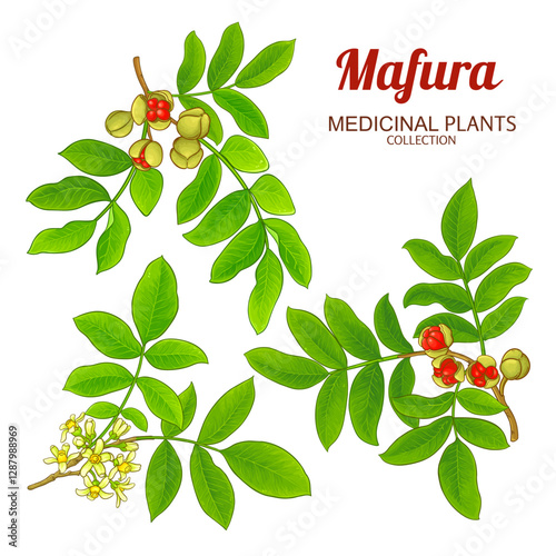 Mafura Branch with Flowers, Nuts and Leaves Colored Detailed Illustration. Essential oil ingredient for aromatherapy, health care, alternative medicine. Vector isolated for design or decoration.