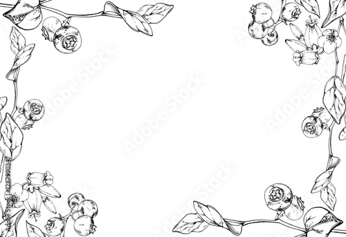 Blueberry blackberry with white line bell flowers, ripe forest berry bunch on branches hand drawn in ink vector. Isolated botanical frame illustration. Restaurant, dessert cafe menu, farmers market