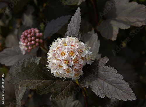 Inflorescences and leaves of common ninebark
