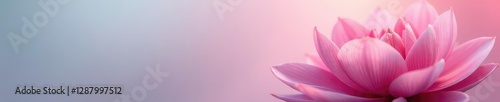 Soft petals unfolding on a gradient background, gentle, nature