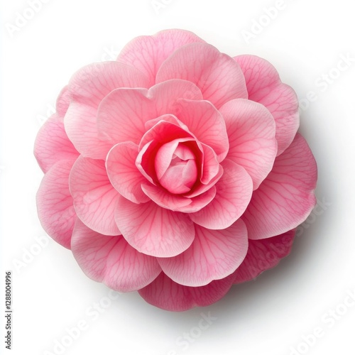 Pink Cherry Blossom Flower