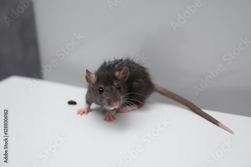 Fotografie Rat and dropping on toilet bowl in bathroom. Pest control