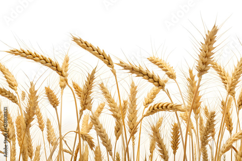 Golden Wheat Field Border, Agriculture & Farming