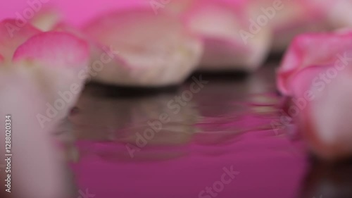 Wallpaper Mural Close-up of white-pink rose petals with water droplets on a glossy black background. Scene evokes spa tranquility and perfume artistry. Torontodigital.ca