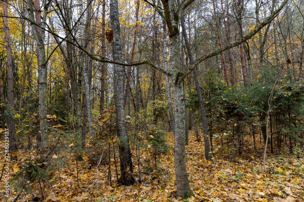 Fototapeta premium the last foliage on trees in a mixed forest in the autumn season