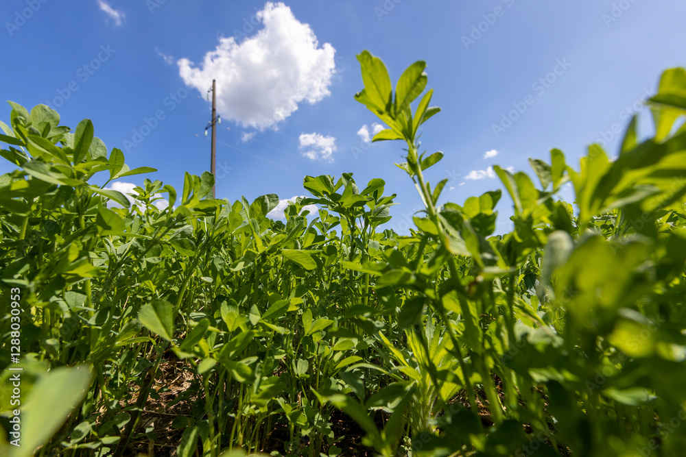 green vegetation in the field for feeding cows and farm animals green vegetation in the field for feeding cows and farm animals