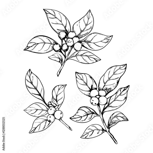 Ashwagandha sketch drawing. Ayurvedic healing plant. Hand drawn vector illustration in sketch style.