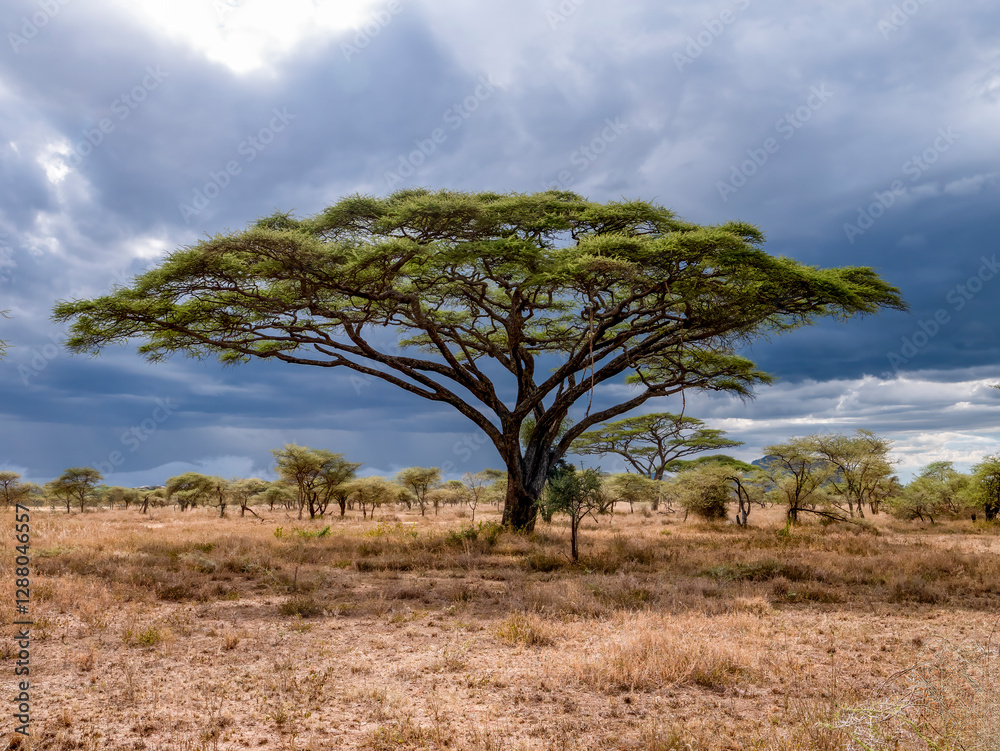 Obraz premium Impressive umbrella acacia in front of a dramatic sky in the Serengeti.