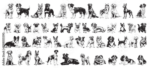 large set of dogs - collection of different dog breeds