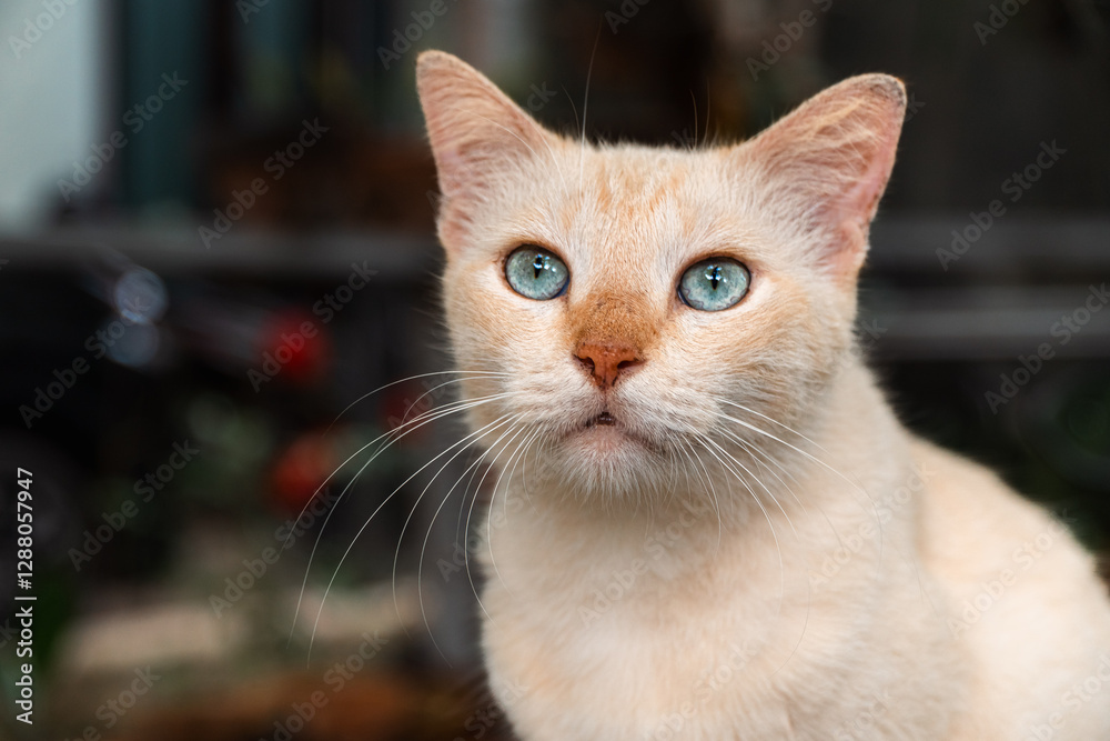 Close-up portrait of a female cat Close-up portrait of a female cat