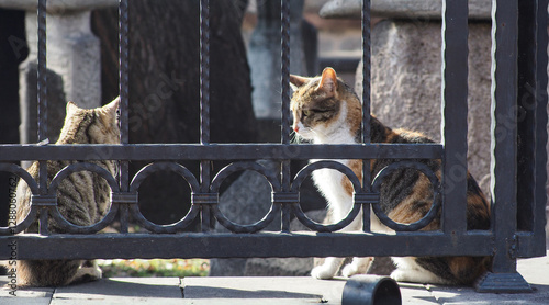 Cute cat wandering on the street in the city