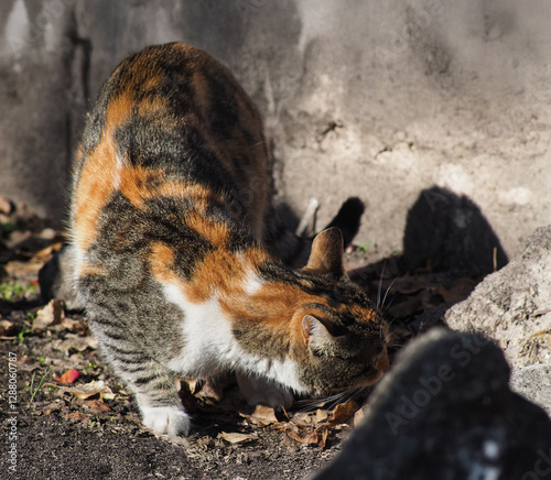 Cute cat wandering on the street in the city