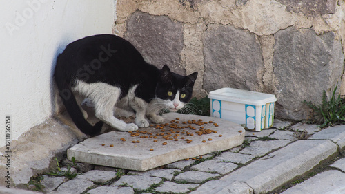 Cute cat wandering on the street in the city