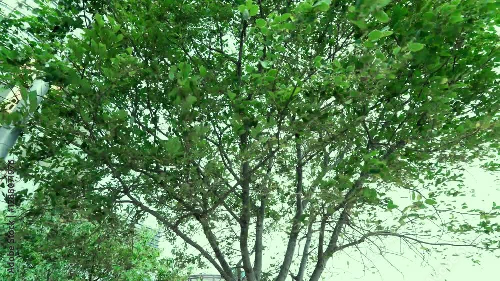 Green Dense Leaves Swaying On A Breeze During Cloudy Day. Low Angle Shot Green Dense Leaves Swaying On A Breeze During Cloudy Day. Low Angle Shot