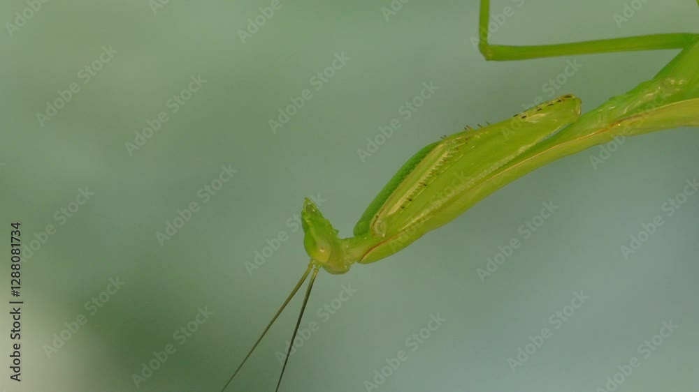 A Macro Mantis hanging from a leaf upside down, moving its head around to check its surroundings. Tambopata, Madre de Dios Region, Peru A Macro Mantis hanging from a leaf upside down, moving its head around to check its surroundings. Tambopata, Madre de Dios Region, Peru