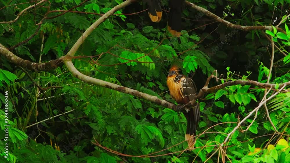 A Hoazin or Hoactzin (Opisthocomus hoazin) in the amazon sitting on a branch of a tree in the Amazon, while two others sit above. Tambopata, madre de dios region Peru