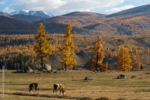 Cows graze on a serene autumn valley under vibrant trees, with mountains rising beyond.