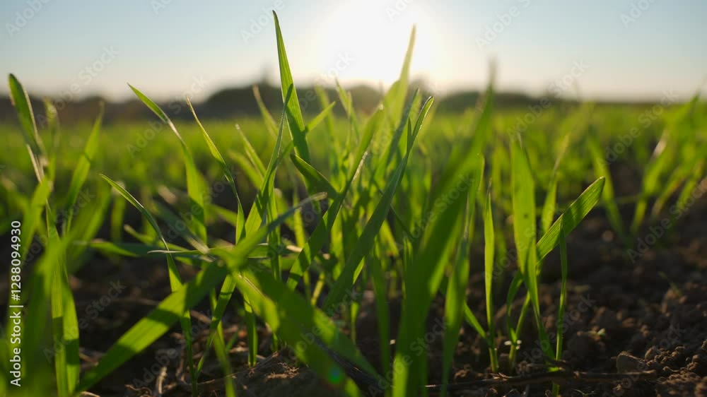 Lush green wheat sprouts emerging from rich soil in a winter field, illuminated by warm sunlight and surrounded by a tranquil rural setting. Lush green wheat sprouts emerging from rich soil in a winter field, illuminated by warm sunlight and surrounded by a tranquil rural setting.