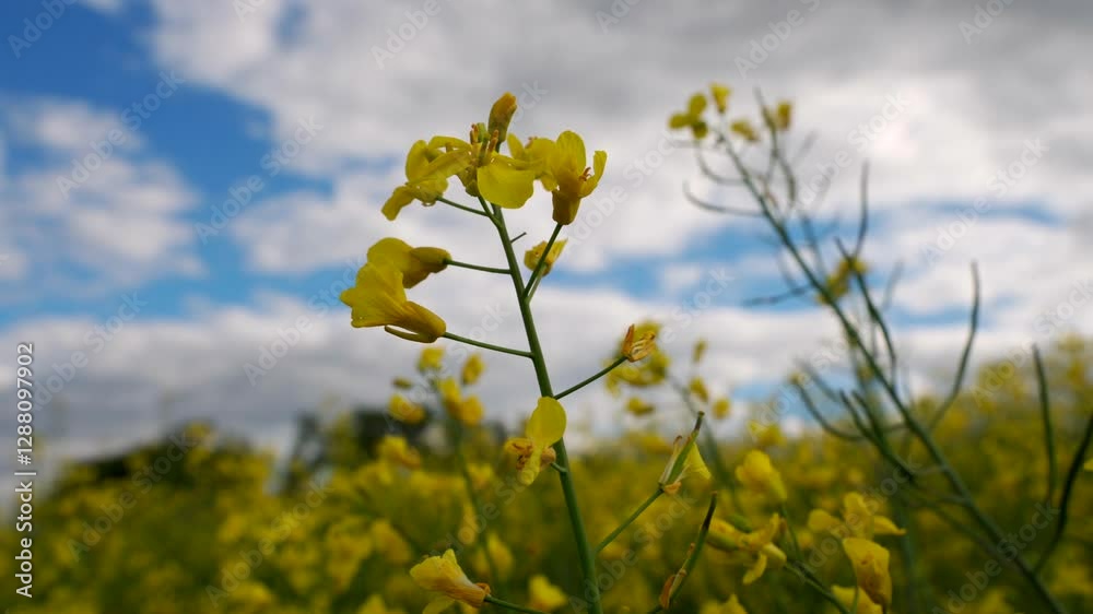 Experience the stunning sight of a vast rapeseed flower field, filled with bright yellow blooms against a backdrop of blue skies and fluffy clouds. Experience the stunning sight of a vast rapeseed flower field, filled with bright yellow blooms against a backdrop of blue skies and fluffy clouds.