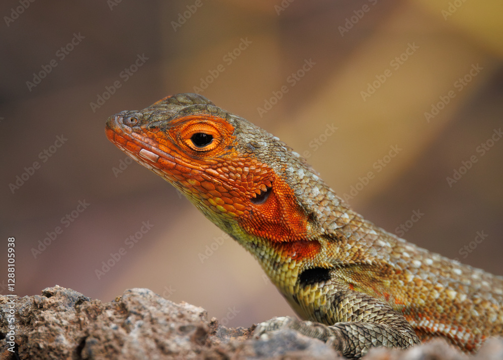 Lizzard looking Lizzard looking
