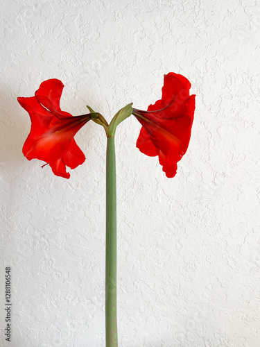 Hippeastrum blooming with red flowers on a light white background. Minimalism