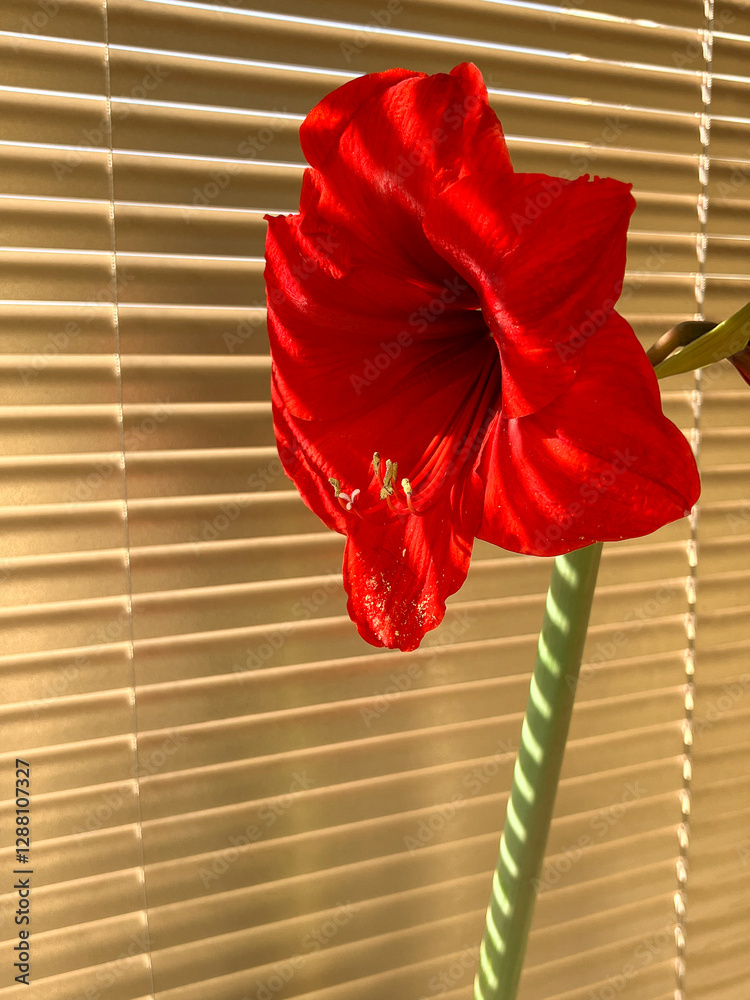 Hippeastrum indoor flower blooming with red flowers on the windowsill with brown blinds in sunny weather