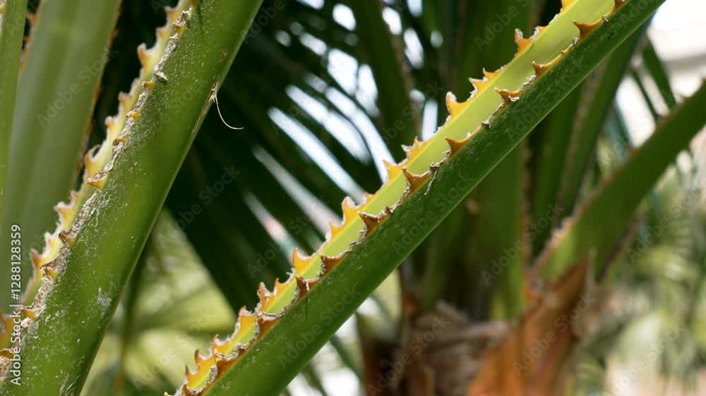 Spiky serrated green palm stem of Washingtonia filifera tree with sharp golden thorns. Rugged natural structure Spiky serrated green palm stem of Washingtonia filifera tree with sharp golden thorns. Rugged natural structure