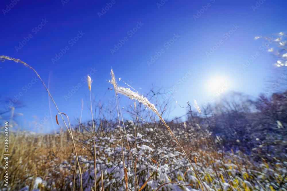 幻想的な雪景色と静寂な冬の自然
