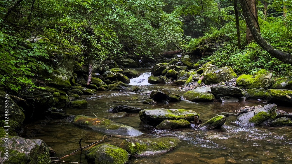 Serene forest stream with mossy rocks. Serene forest stream with mossy rocks.