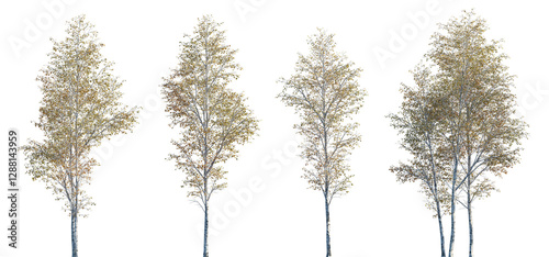Betula pendula autumn trees isolated png on a transparent background premium cutout (silver birch, warty birch, European white birch, East Asian white birch)