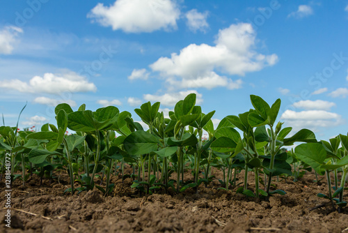 Foto Fresh green soybean plants grow in a fertile field under a bright blue sky dotte
