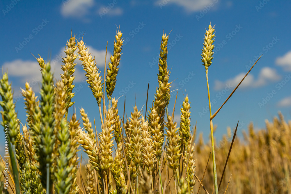 Wheat field under blue sky with fluffy clouds showcasing healthy crops ready for harvest in late summer Wheat field under blue sky with fluffy clouds showcasing healthy crops ready for harvest in late summer