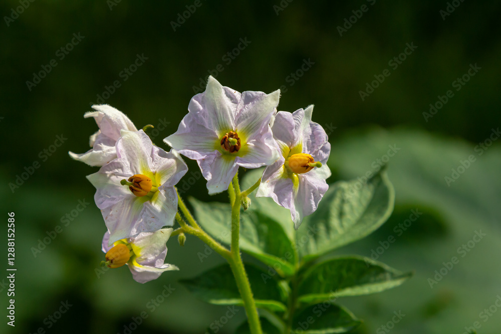 Potato flowers blooming macro, potato flowers on farm field. Potato plant bush with flowers. Potatoes plants with white flowers growing on farmers plant Potato flowers blooming macro, potato flowers on farm field. Potato plant bush with flowers. Potatoes plants with white flowers growing on farmers plant