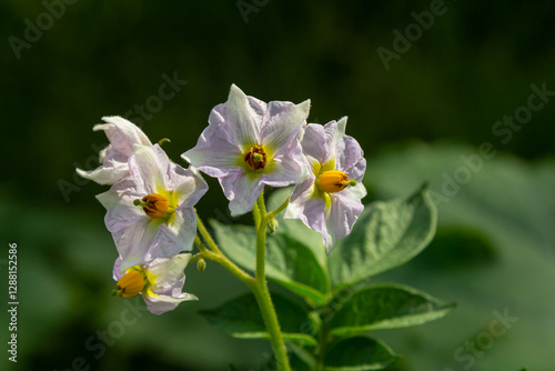 Potato flowers blooming macro, potato flowers on farm field. Potato plant bush with flowers. Potatoes plants with white flowers growing on farmers plant