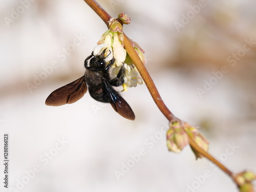 Mit gelben Pollenkörnern dekorierte Blaue Holzbiene Xylocopa violacea Mitte Februar an einer Blüte der Winter-Heckenkirsche 'Winter Beauty' Lonicera purpusii photo