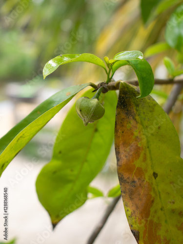buah sirsak yang sudah hampir matang dan masih menggantung di pohon photo