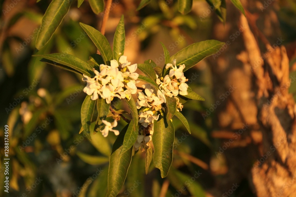 Closeup shot of Osmanthus flowers with green foliage in golden sunlight Closeup shot of Osmanthus flowers with green foliage in golden sunlight